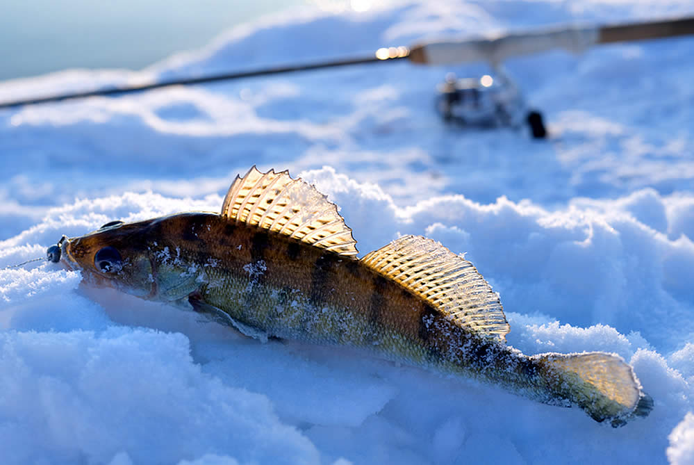 Ice Fishing Lake Erie Walleye