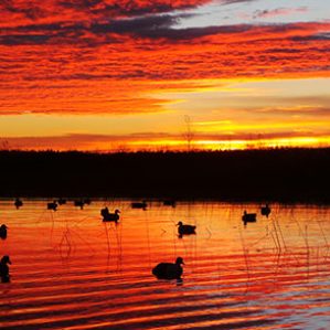 Decoys at Lake Erie Sunrise